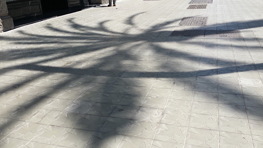 the palm trees shadow over the pavement