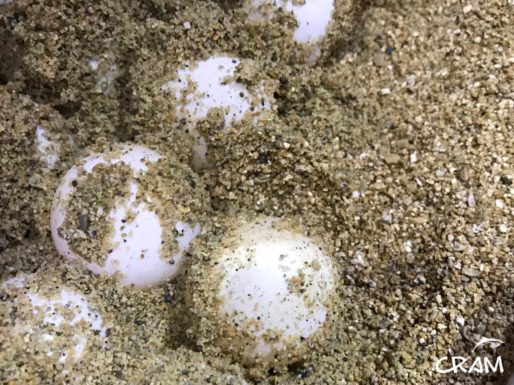detail of recently laid eggs on the beaches of Barcelona, one day this turtles will be going back to Barcelona